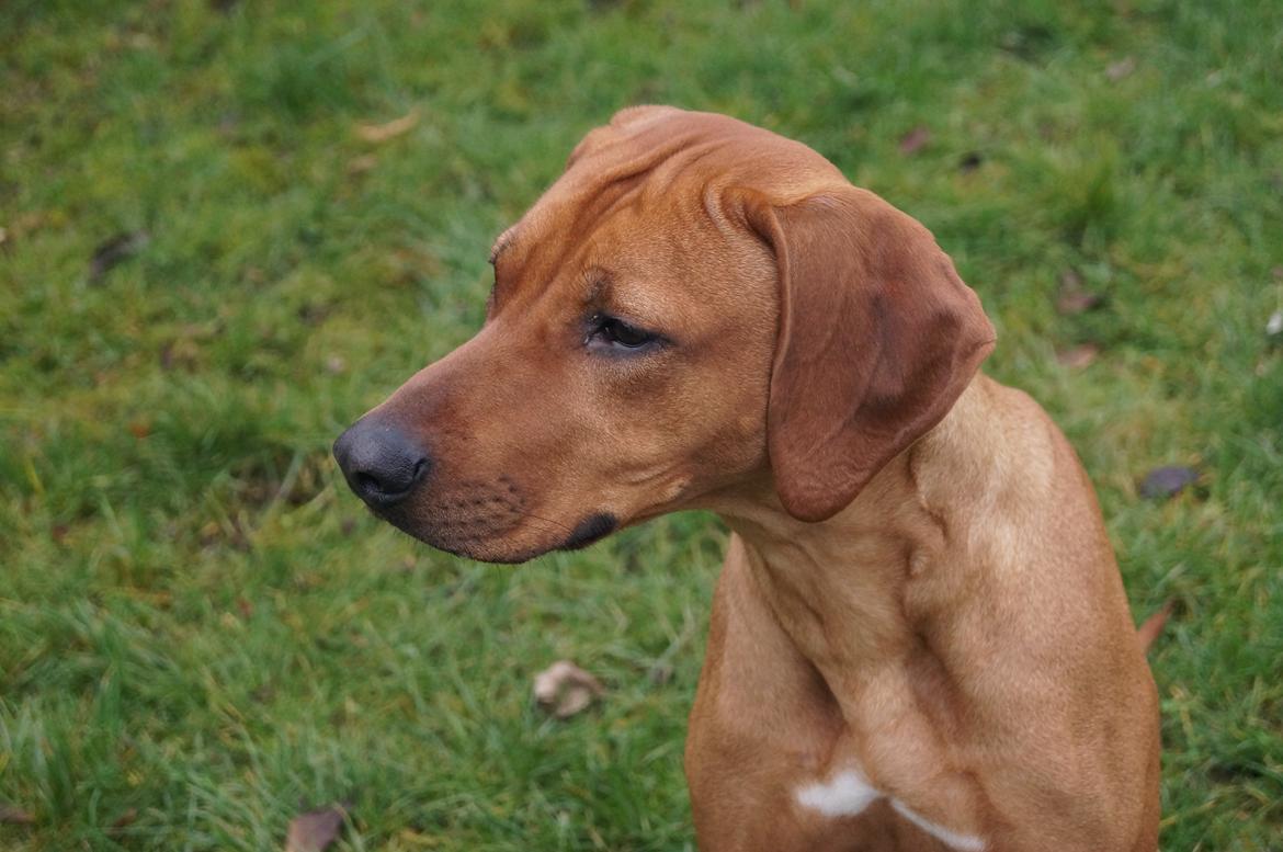 Rhodesian ridgeback Malou - Malou 1 år billede 3