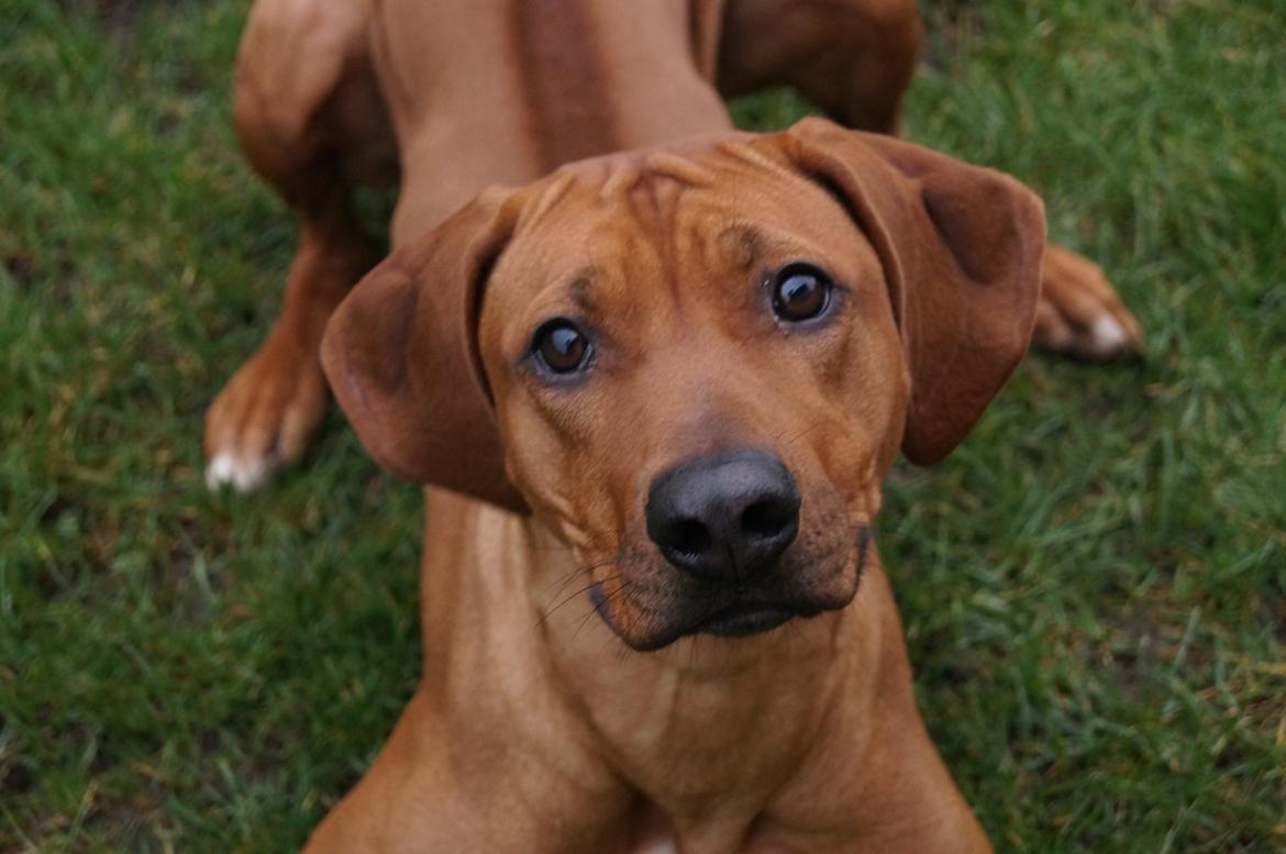 Rhodesian ridgeback Malou - Malou 1 år billede 4