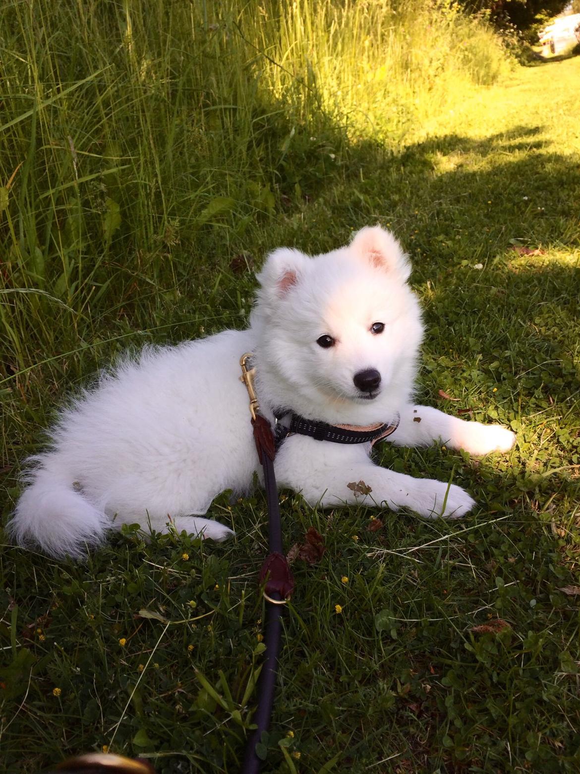 Japansk spids Neela billede 21