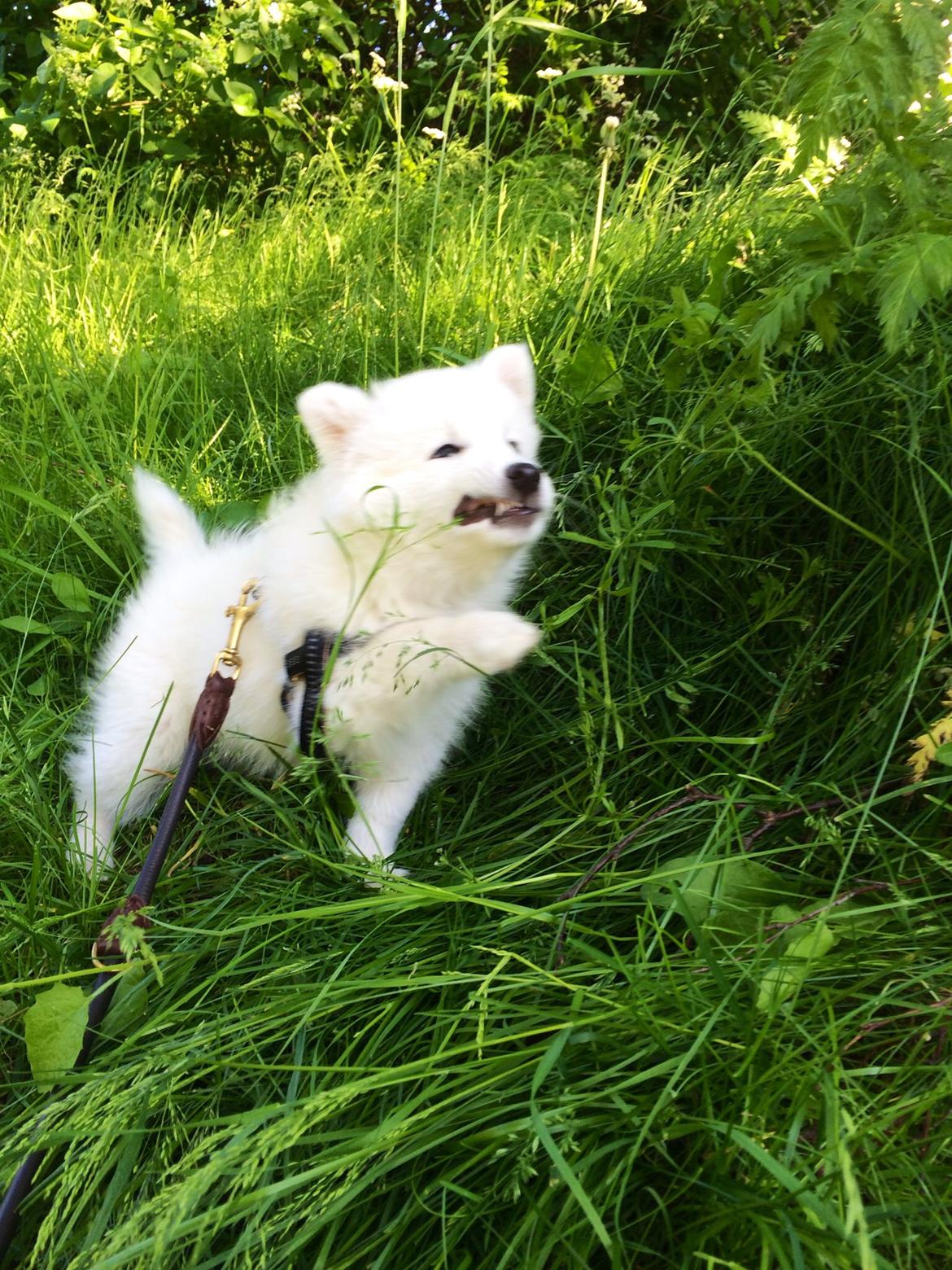 Japansk spids Neela billede 22