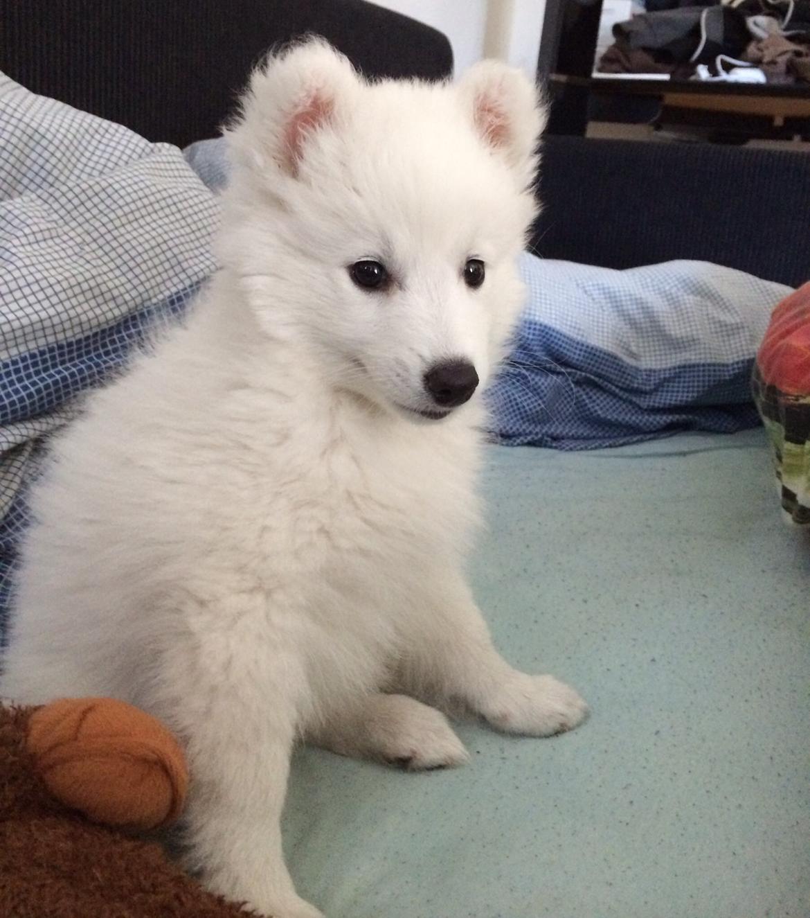 Japansk spids Neela billede 23