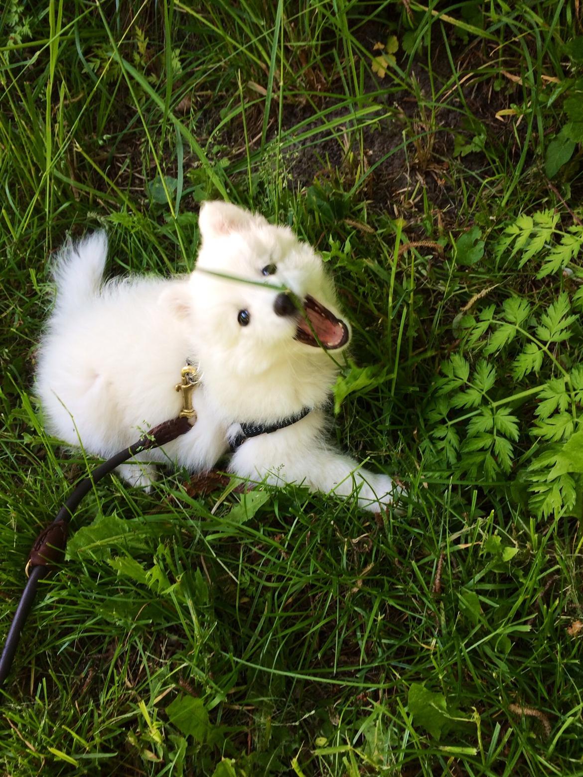 Japansk spids Neela billede 24