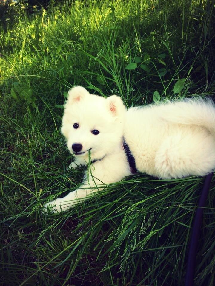 Japansk spids Neela billede 26