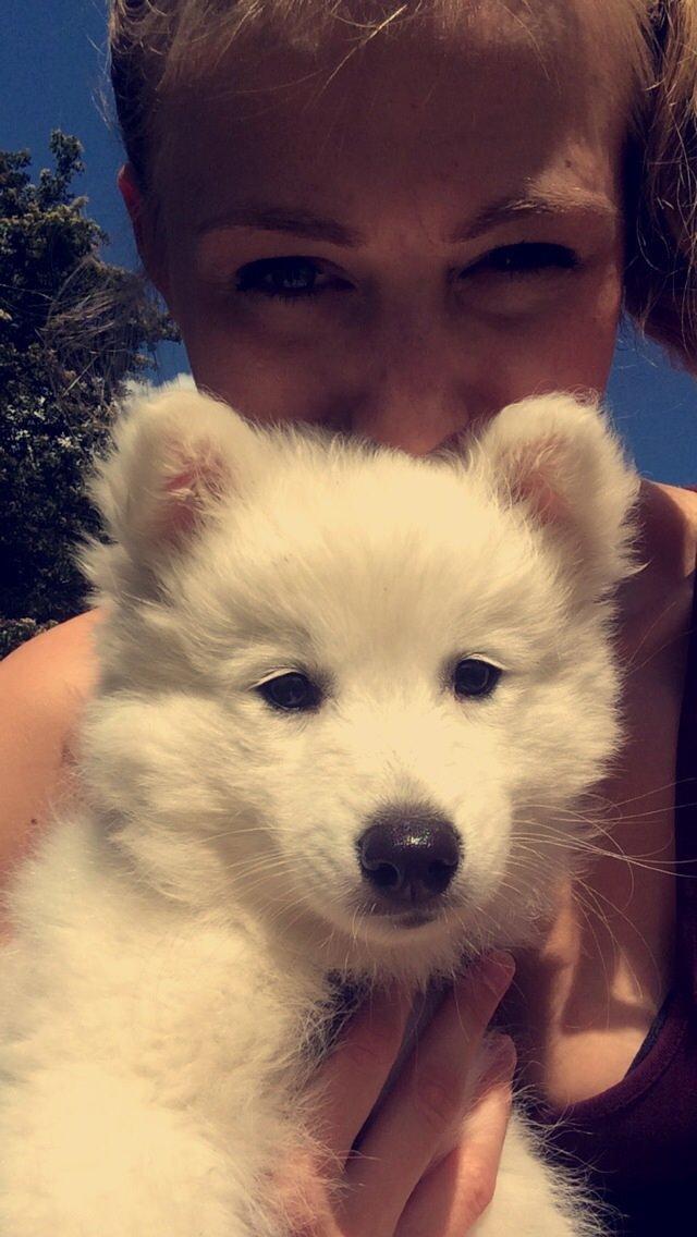 Japansk spids Neela billede 27