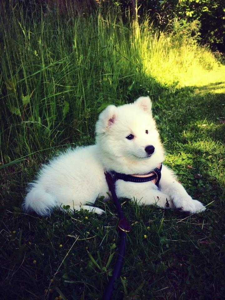 Japansk spids Neela billede 28