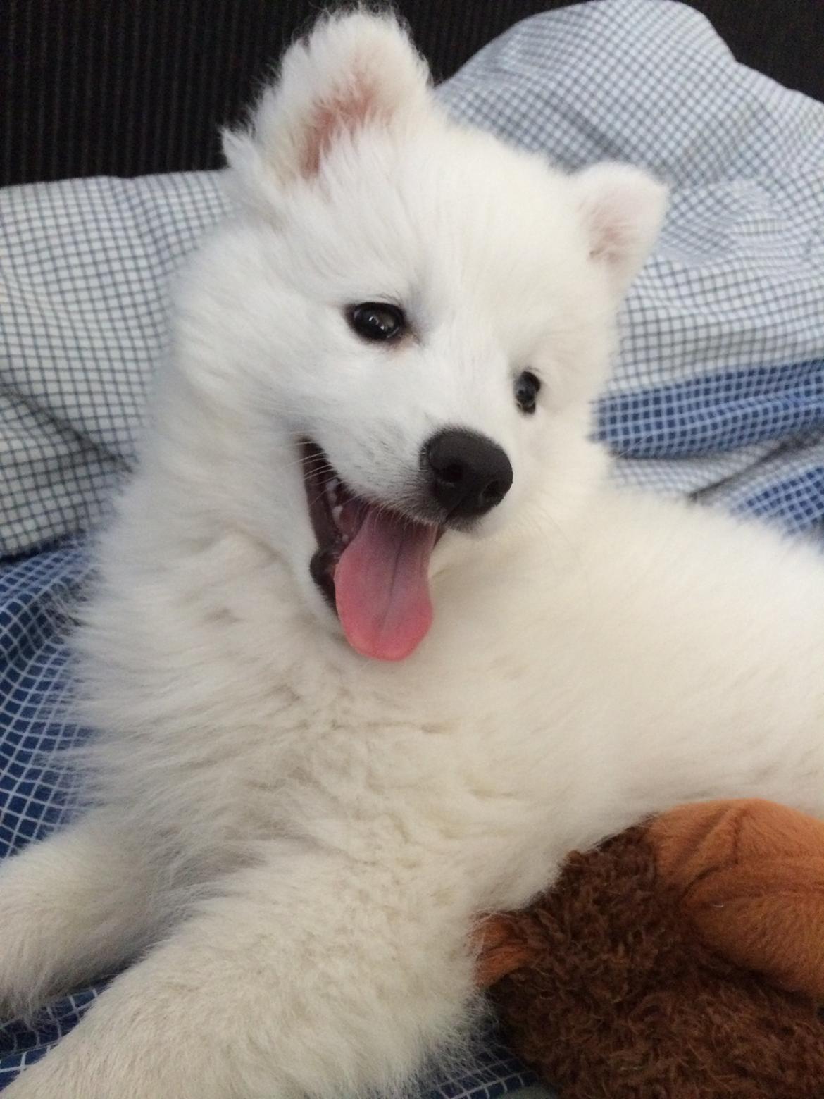 Japansk spids Neela billede 29