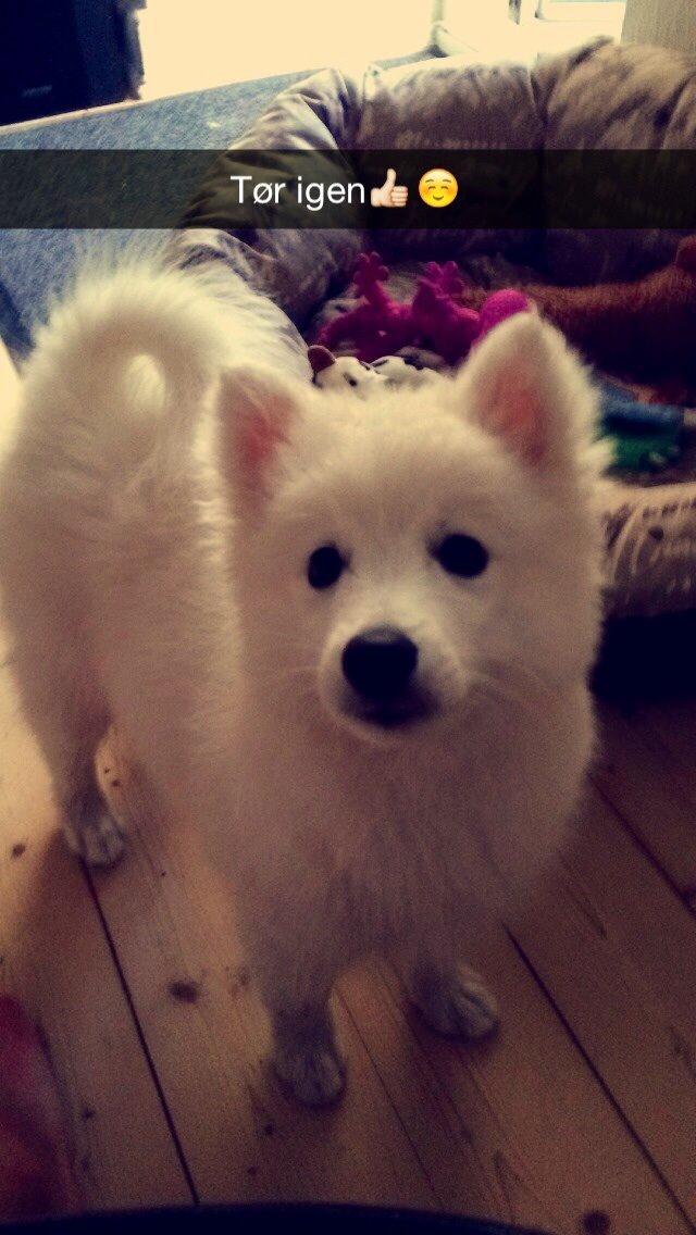 Japansk spids Neela billede 30