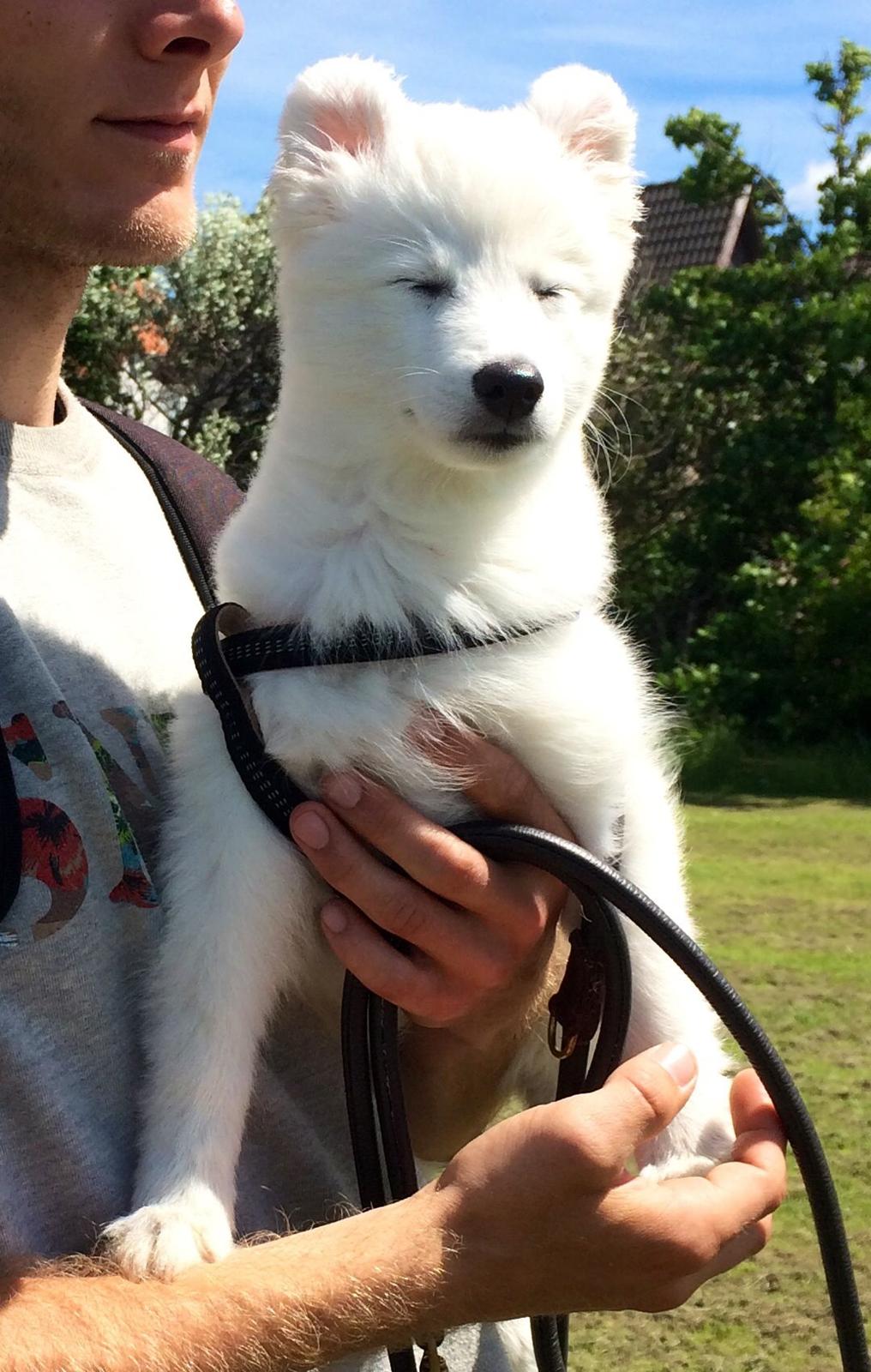 Japansk spids Neela billede 31