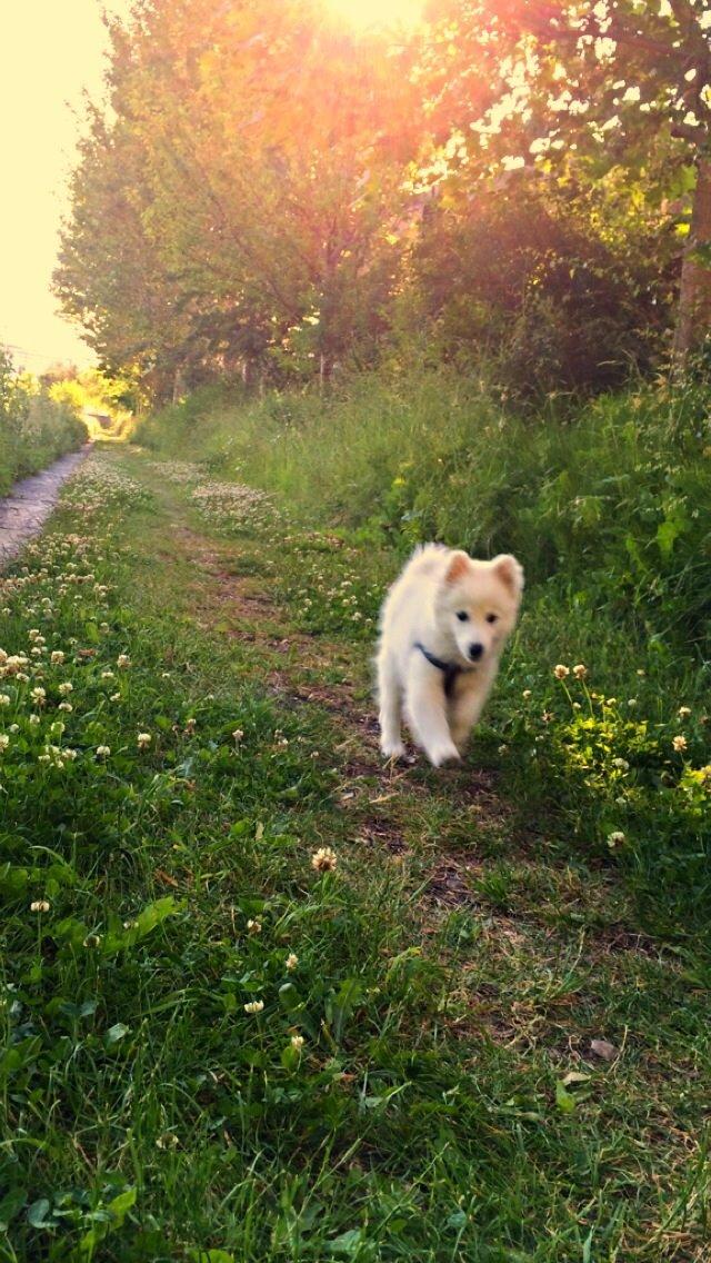 Japansk spids Neela billede 32