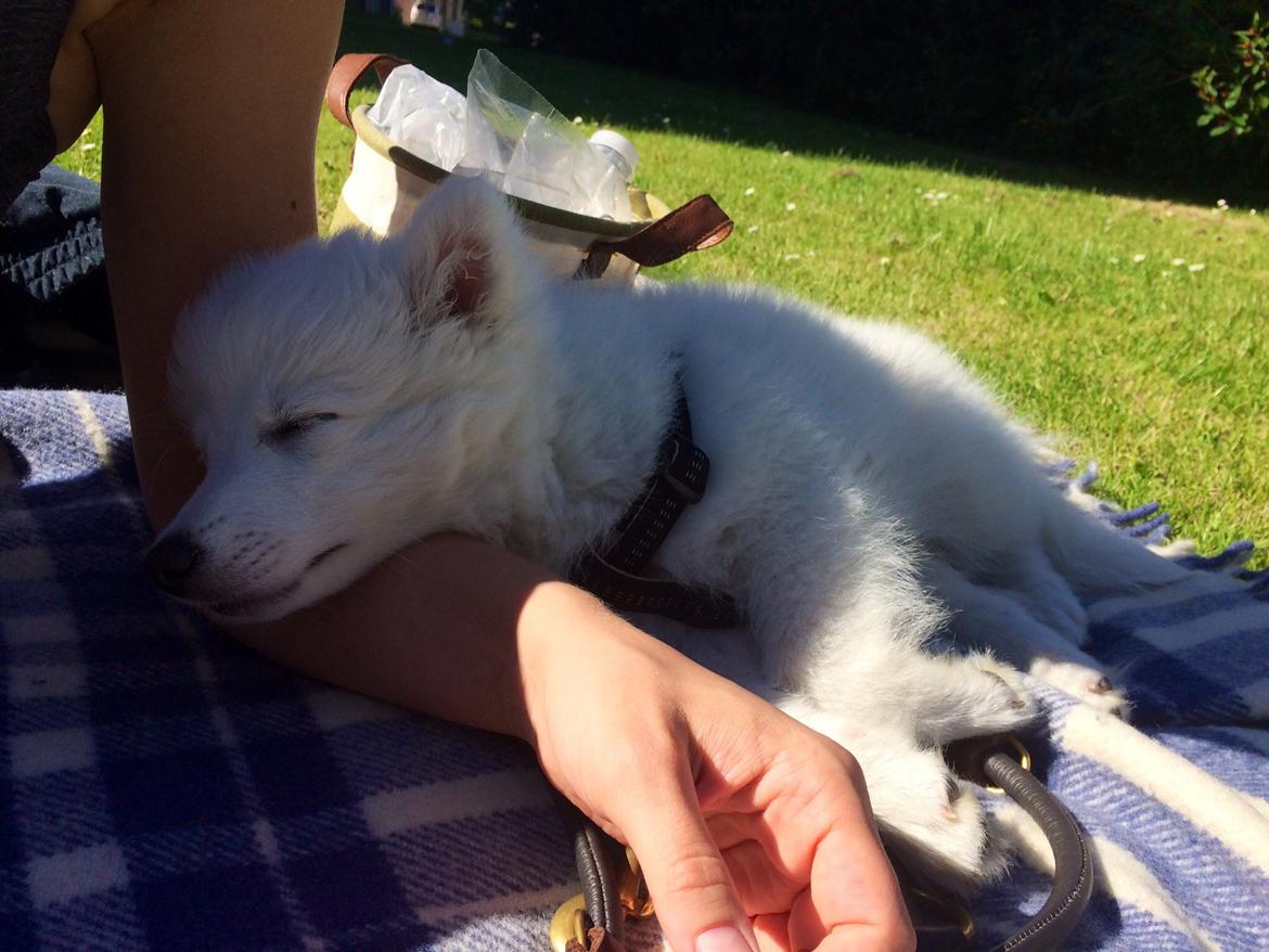 Japansk spids Neela billede 33