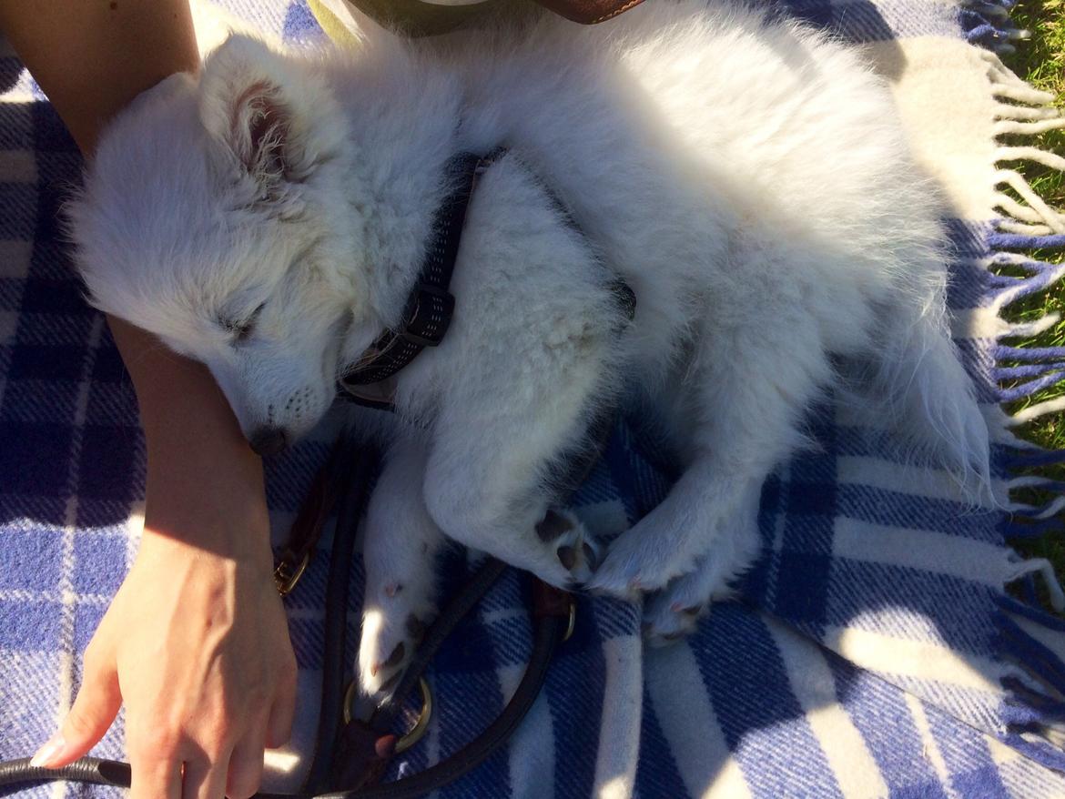 Japansk spids Neela billede 34