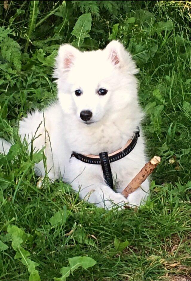 Japansk spids Neela billede 35