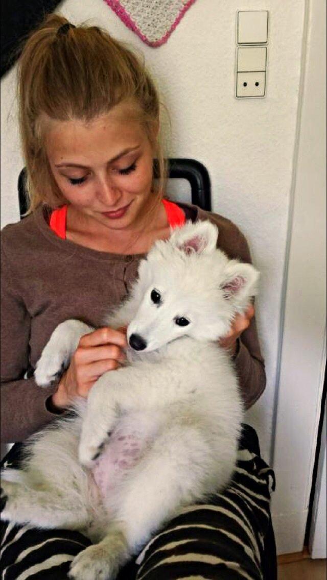 Japansk spids Neela billede 36