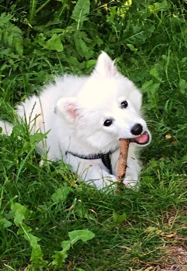 Japansk spids Neela billede 37