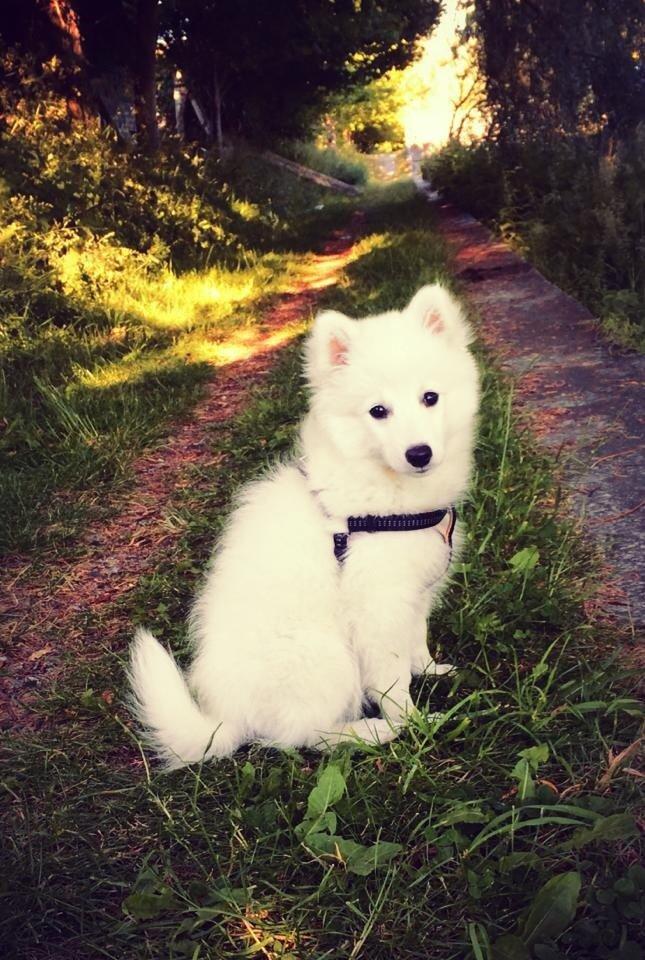 Japansk spids Neela billede 38