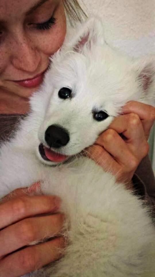 Japansk spids Neela billede 39