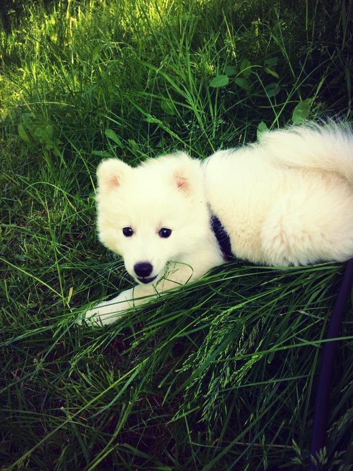 Japansk spids Neela billede 40