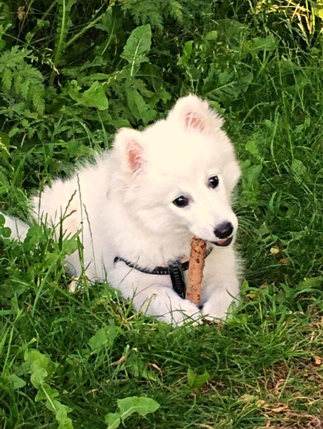 Japansk spids Neela billede 41