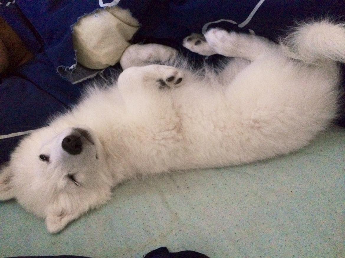 Japansk spids Neela billede 42