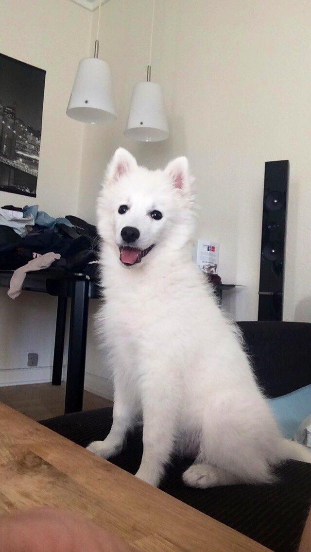 Japansk spids Neela billede 43