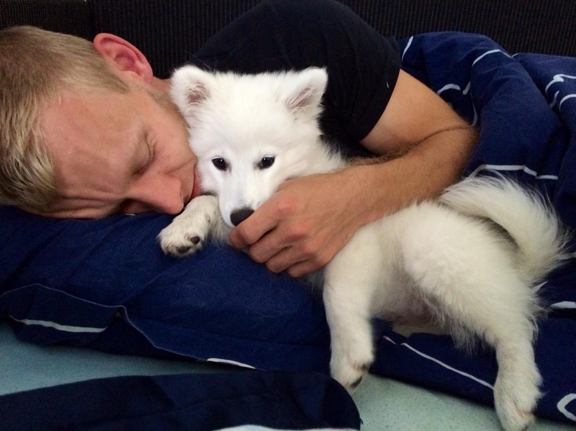 Japansk spids Neela billede 44