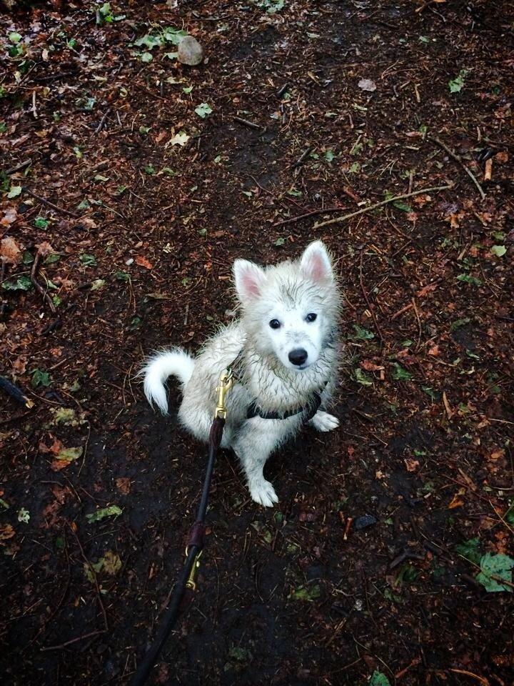 Japansk spids Neela billede 45