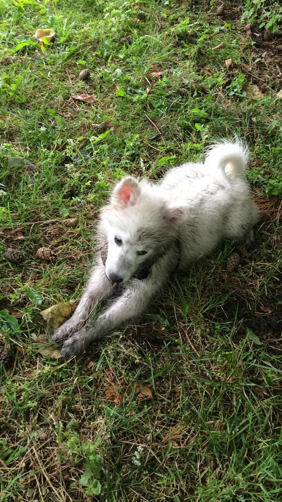 Japansk spids Neela billede 46