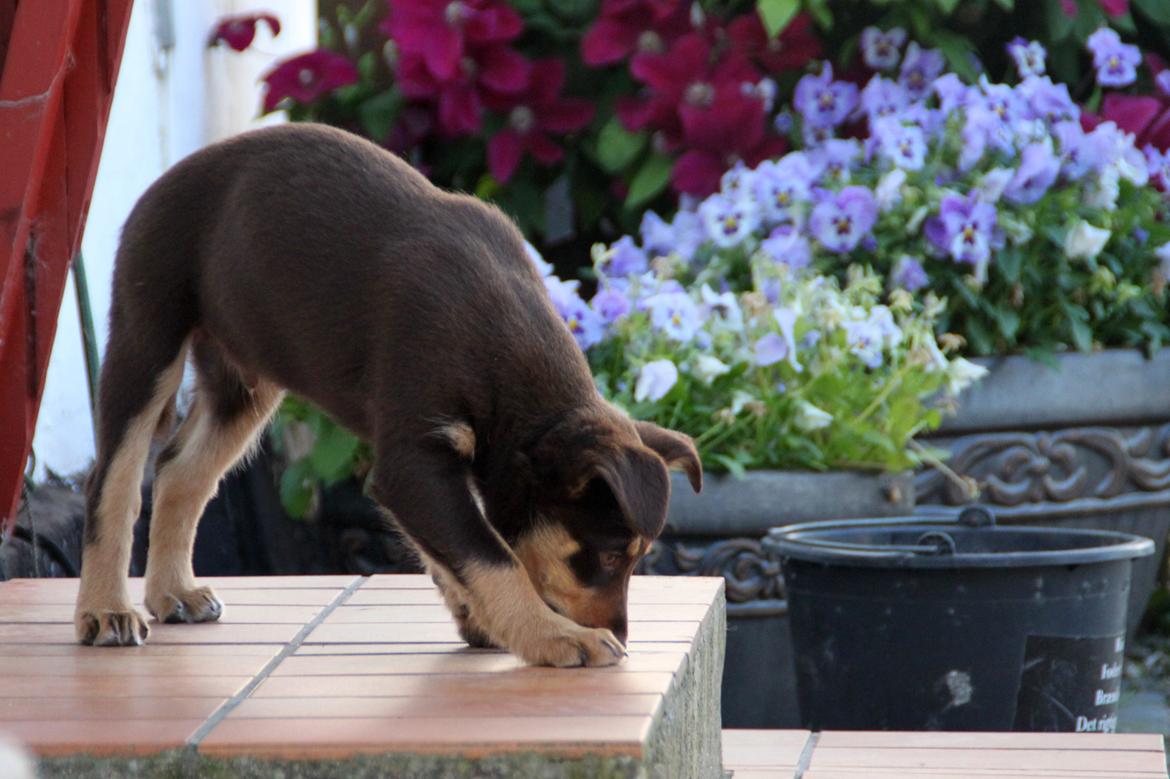 Border collie / Australsk Kelpie - Jack (Sparrow) billede 25