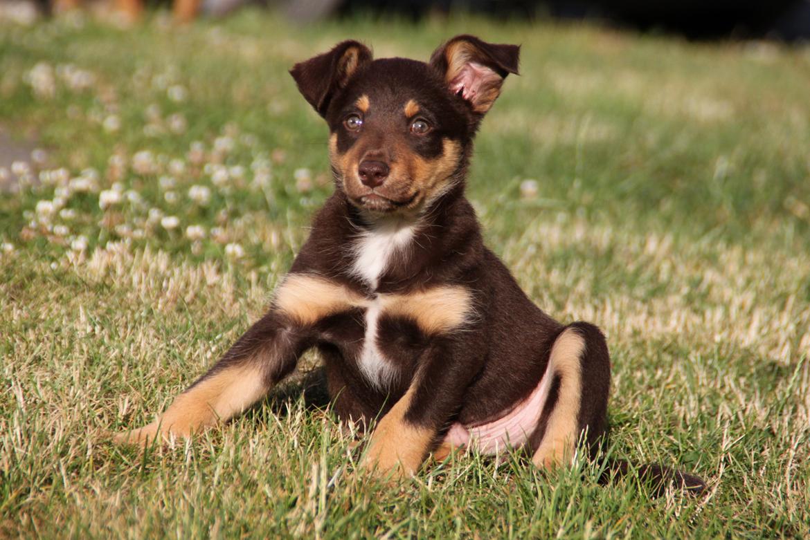 Border collie / Australsk Kelpie - Jack (Sparrow) billede 21