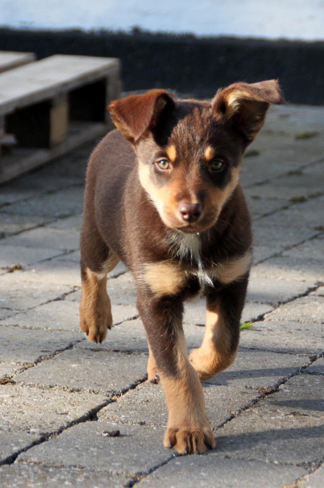 Border collie / Australsk Kelpie - Jack (Sparrow) billede 26