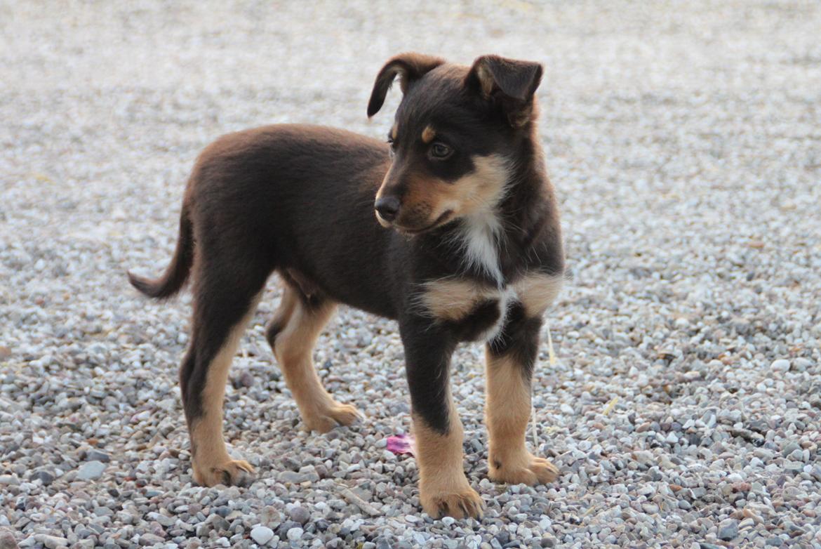 Border collie / Australsk Kelpie - Jack (Sparrow) billede 27