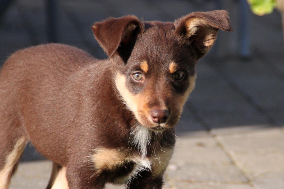 Border collie / Australsk Kelpie - Jack (Sparrow) billede 28
