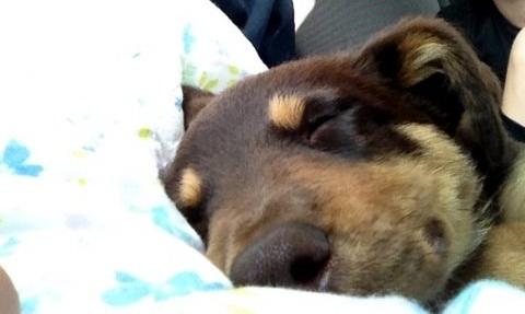 Border collie / Australsk Kelpie - Jack (Sparrow) billede 48