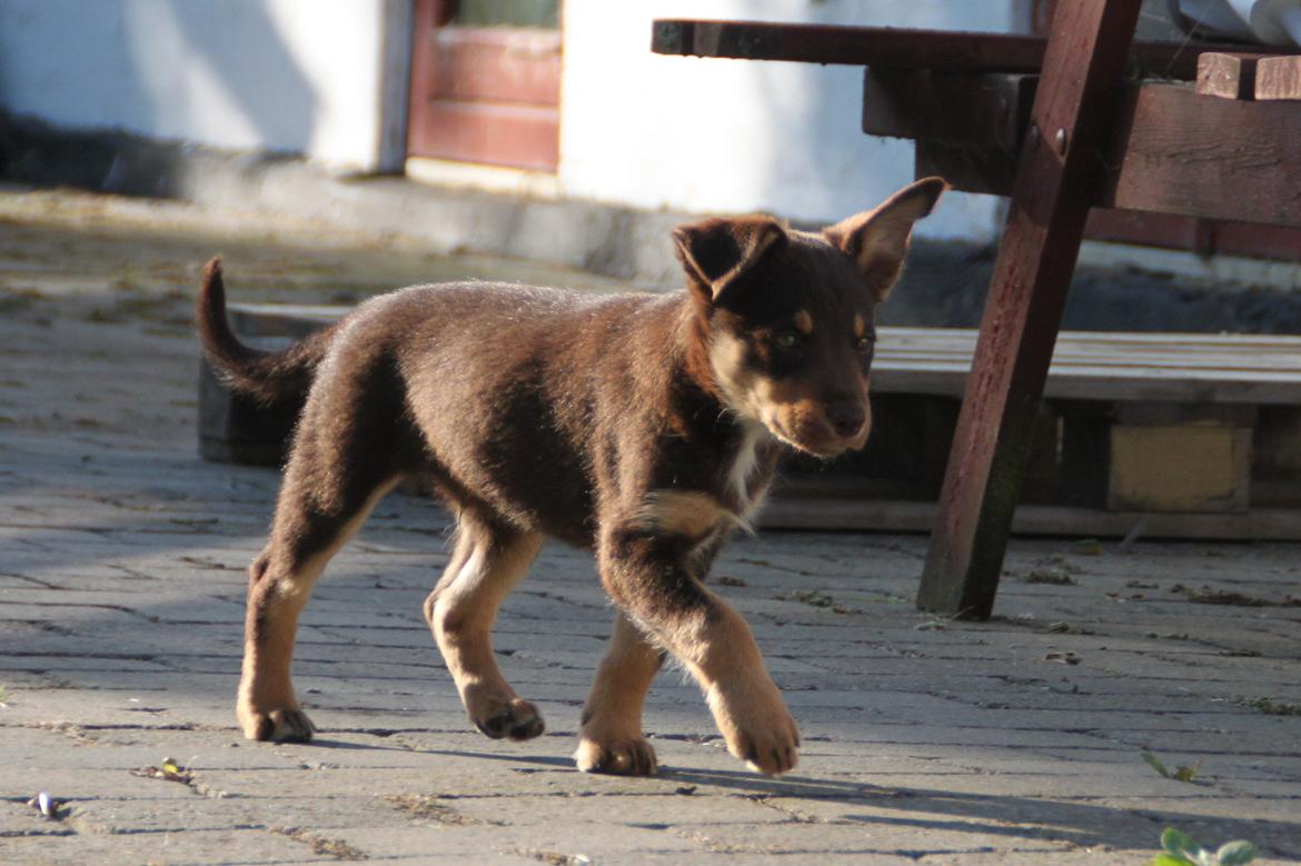 Border collie / Australsk Kelpie - Jack (Sparrow) billede 29