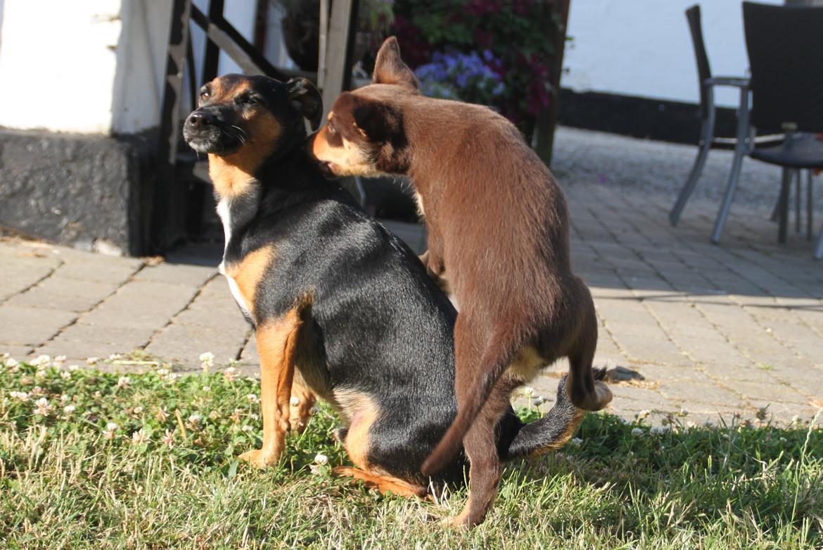 Border collie / Australsk Kelpie - Jack (Sparrow) billede 30