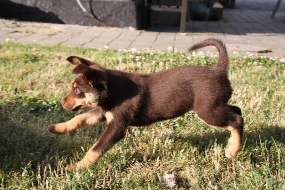 Border collie / Australsk Kelpie - Jack (Sparrow) billede 31