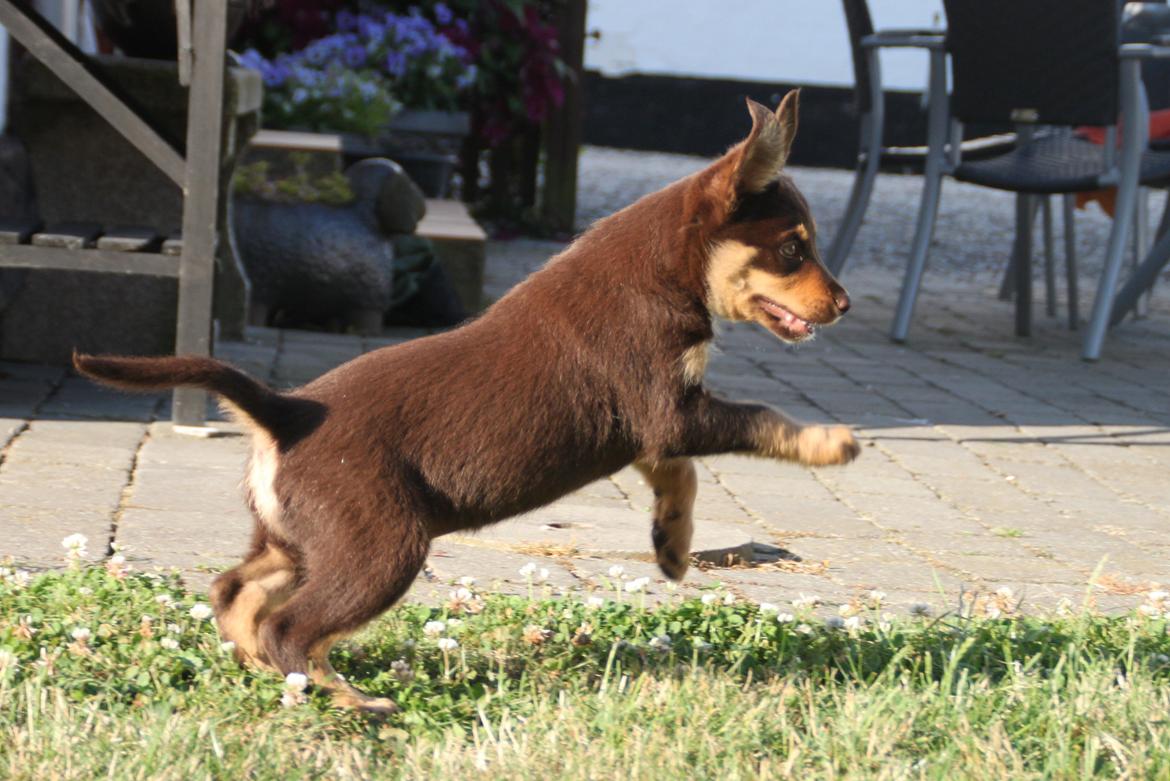 Border collie / Australsk Kelpie - Jack (Sparrow) billede 32
