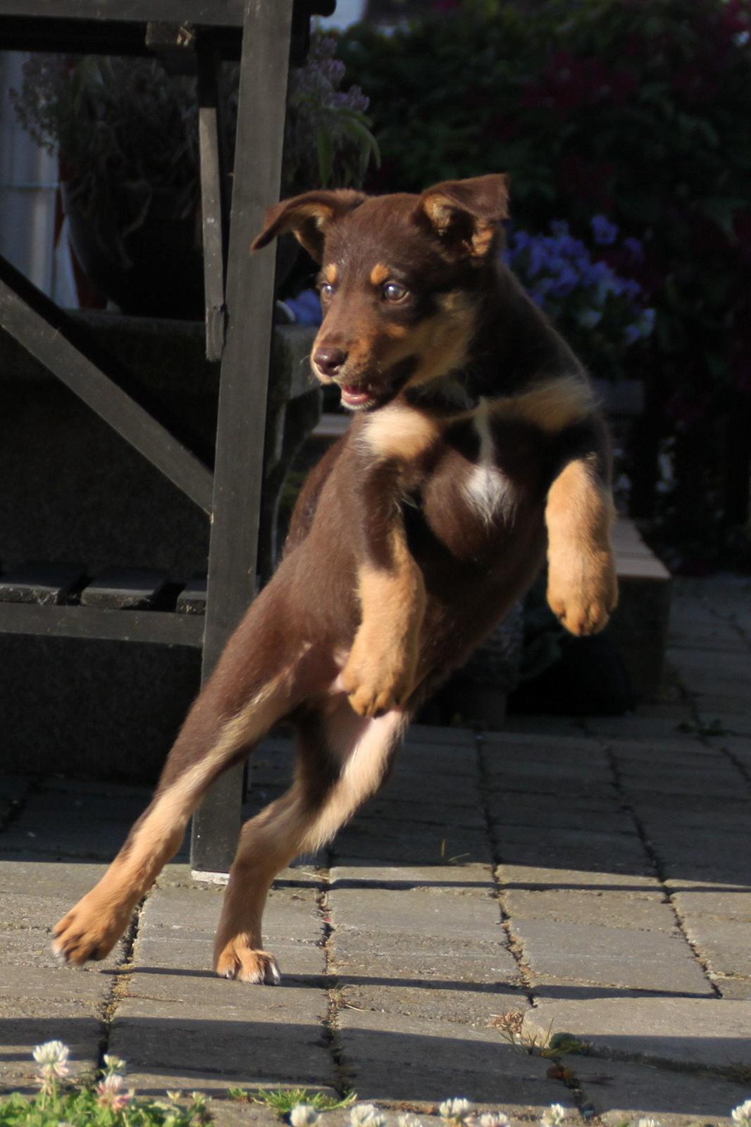 Border collie / Australsk Kelpie - Jack (Sparrow) billede 34