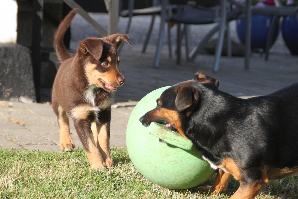 Border collie / Australsk Kelpie - Jack (Sparrow) billede 36