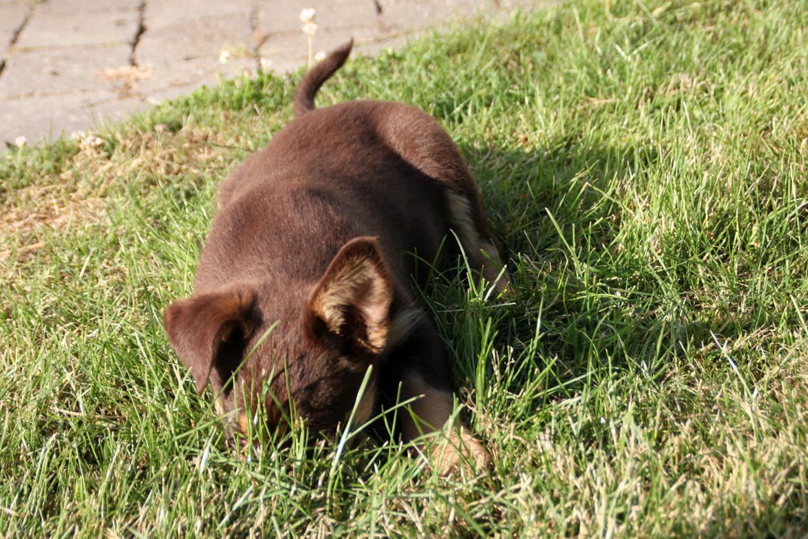 Border collie / Australsk Kelpie - Jack (Sparrow) billede 37