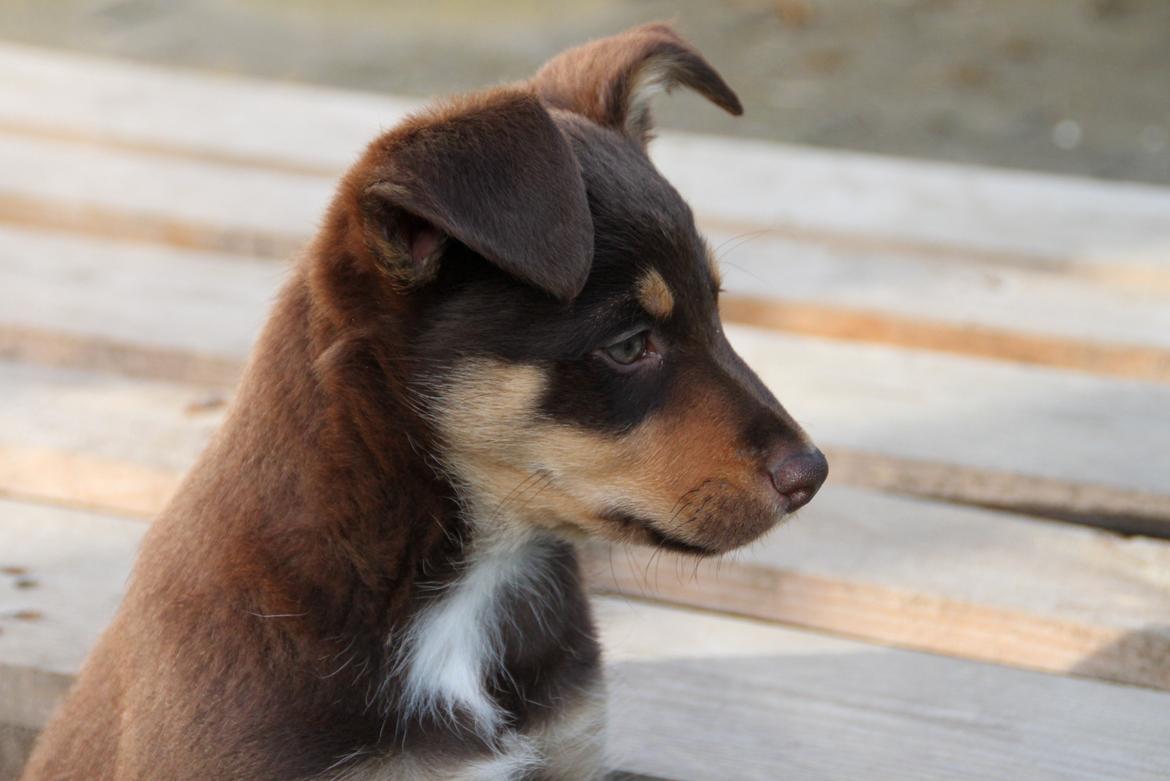 Border collie / Australsk Kelpie - Jack (Sparrow) billede 38