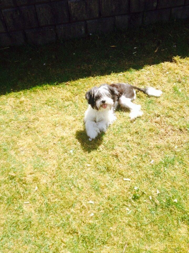 Chinese crested powder puff Sam ( Himmelhund) billede 3