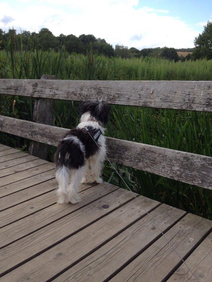 Chinese crested powder puff Sam ( Himmelhund) billede 6