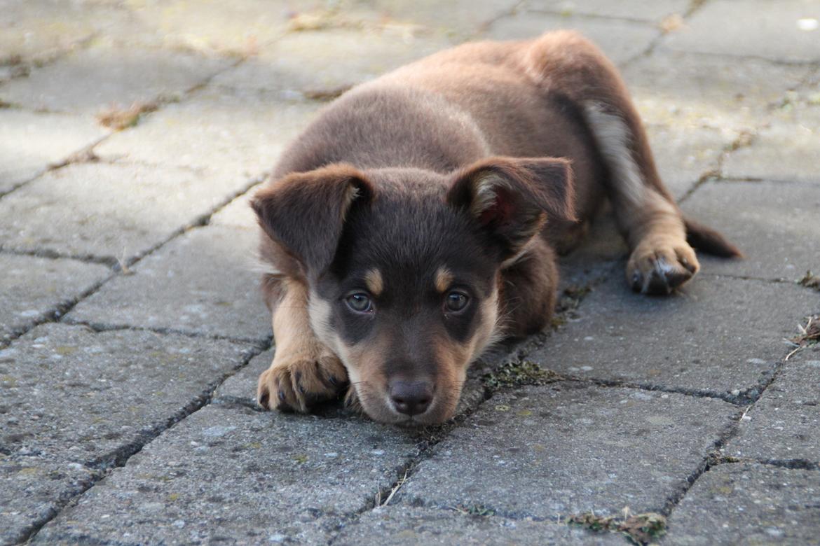 Border collie / Australsk Kelpie - Jack (Sparrow) billede 39