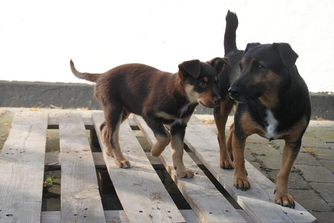 Border collie / Australsk Kelpie - Jack (Sparrow) billede 40