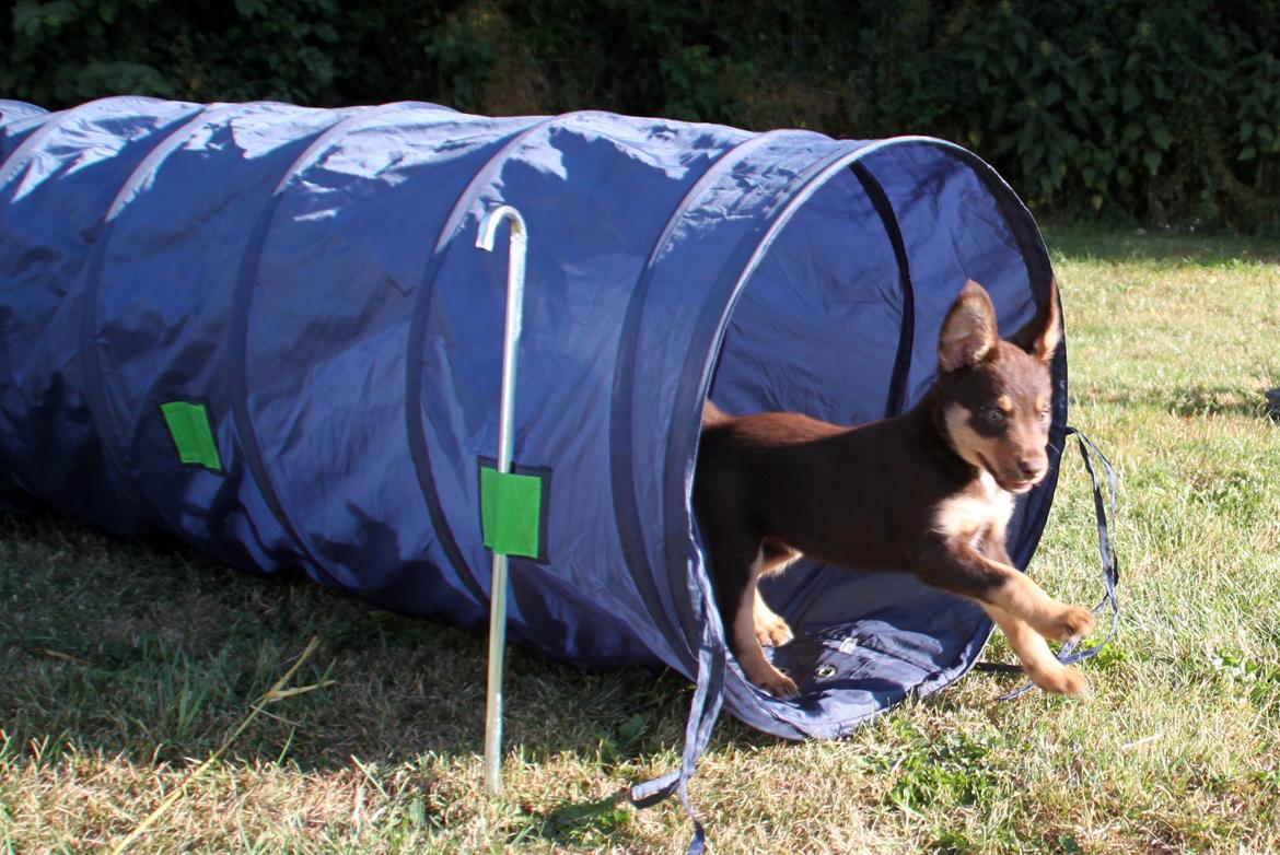 Border collie / Australsk Kelpie - Jack (Sparrow) billede 22