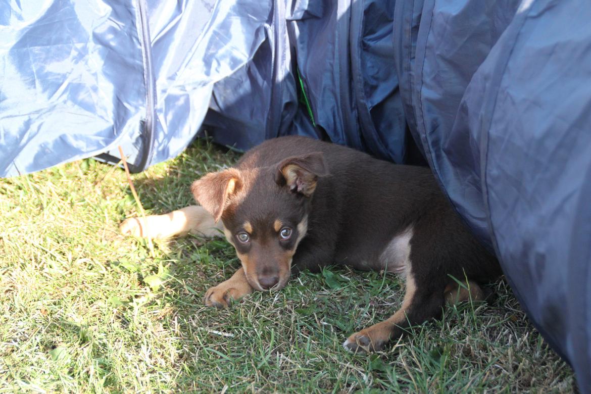 Border collie / Australsk Kelpie - Jack (Sparrow) billede 41
