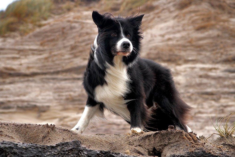 Border collie Himmelhund Joey billede 1