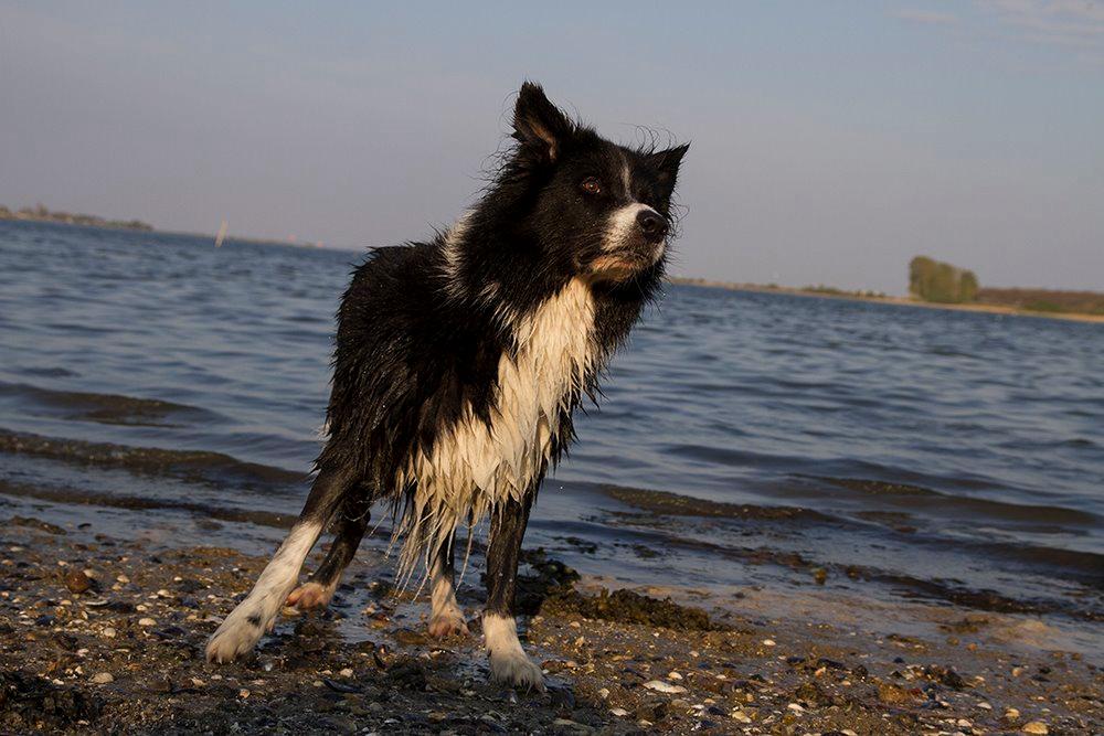 Border collie Himmelhund Joey billede 10
