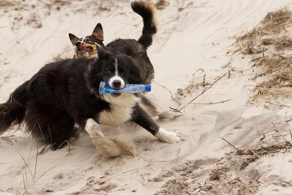 Border collie Himmelhund Joey billede 5